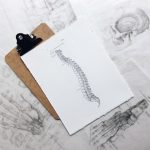 spine skeleton drawing